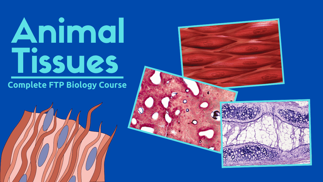 Animal Tissues thumbnail